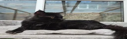 Maine Coon cats for stud: Large Black 9kg Russian Lines Maine Coon STUD - Advert 3