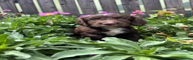 Sprocker 6