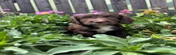 Sprocker dogs for sale: Beautiful litter of spaniel puppies  - Advert 2