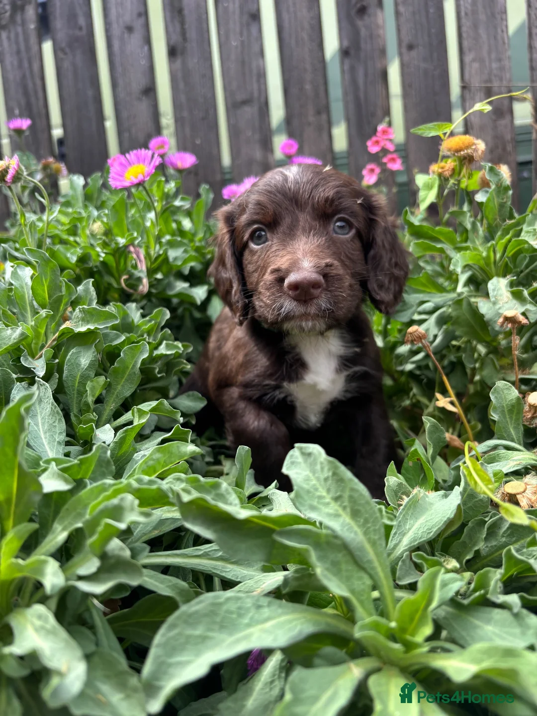 Sprocker dogs for sale: Beautiful litter of spaniel puppies  - Advert 2