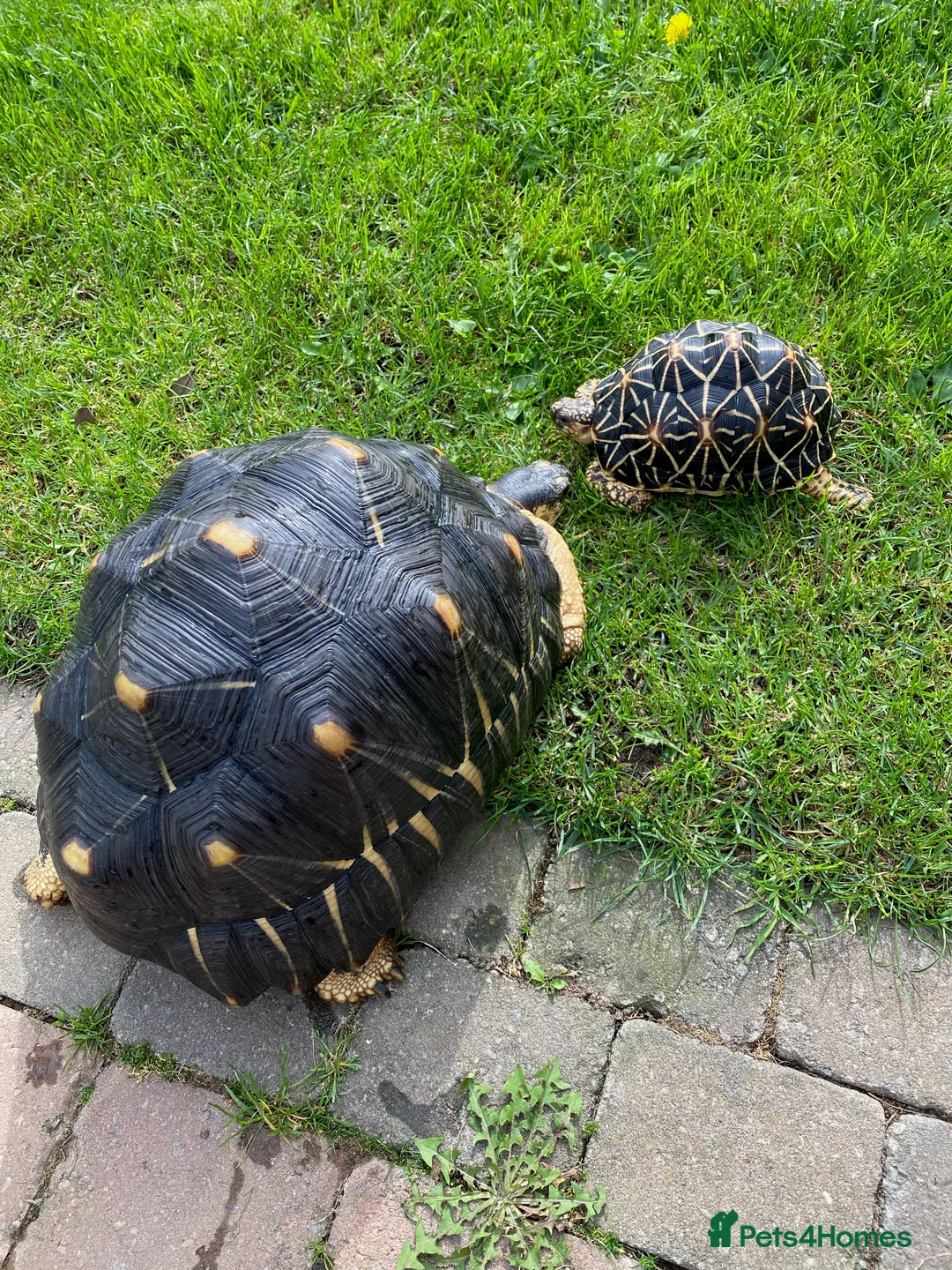 Tortoise reptiles for sale: CB Radiated Tortoise - Advert 5
