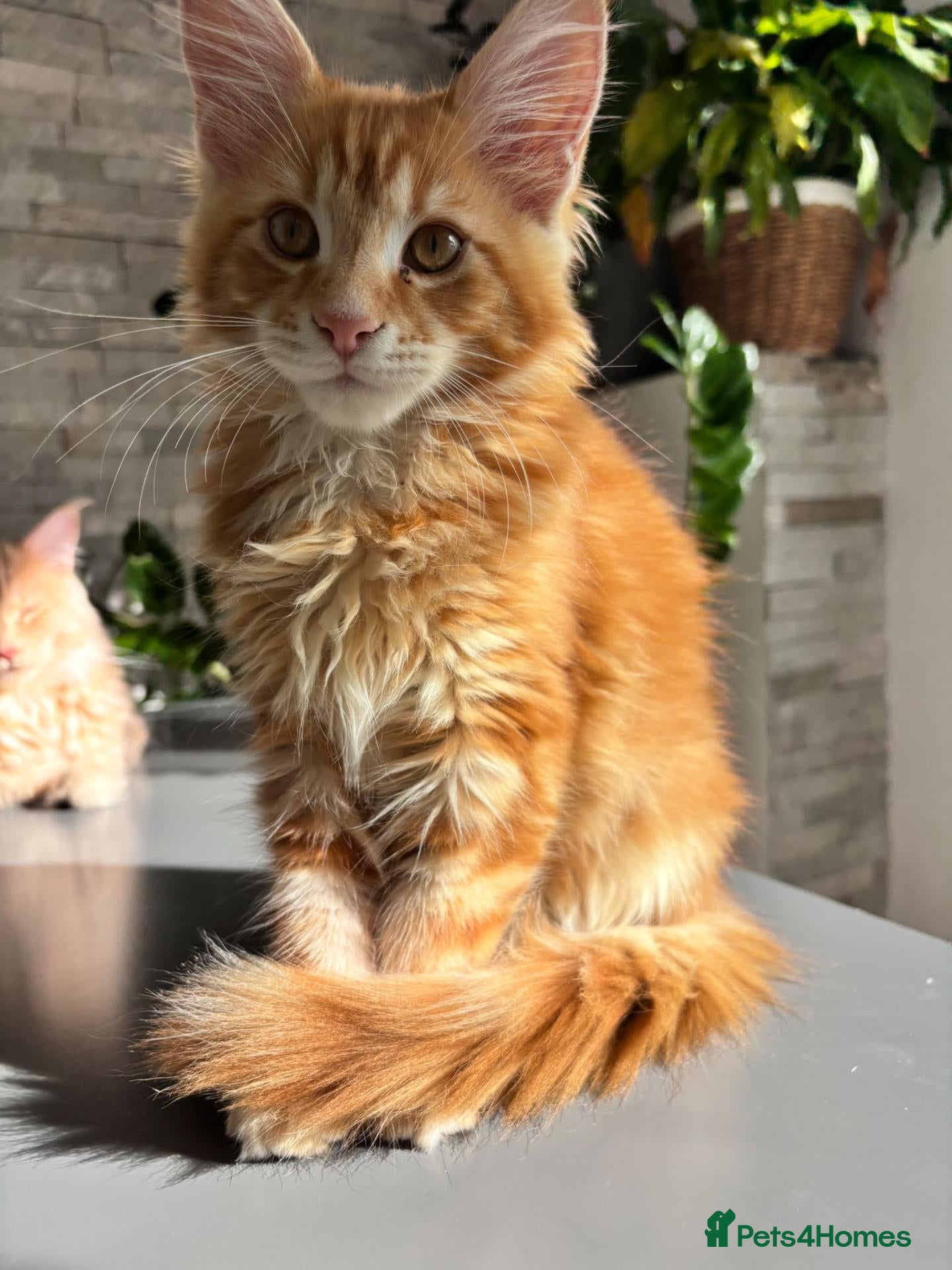 Maine Coon cats Maine coon kitten for sale - Advert 1