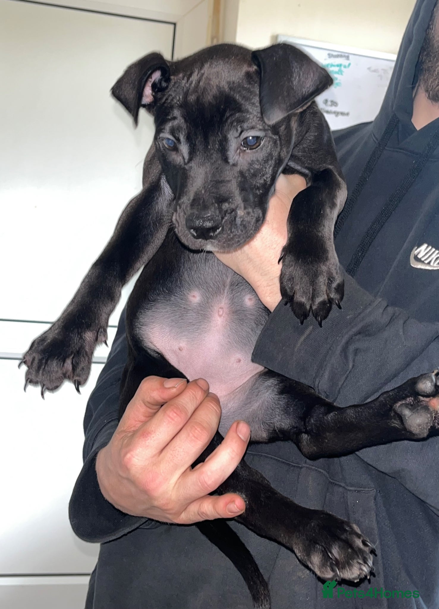 American Bull Staffy dogs American bull staff looking for forever new home! - Advert 10