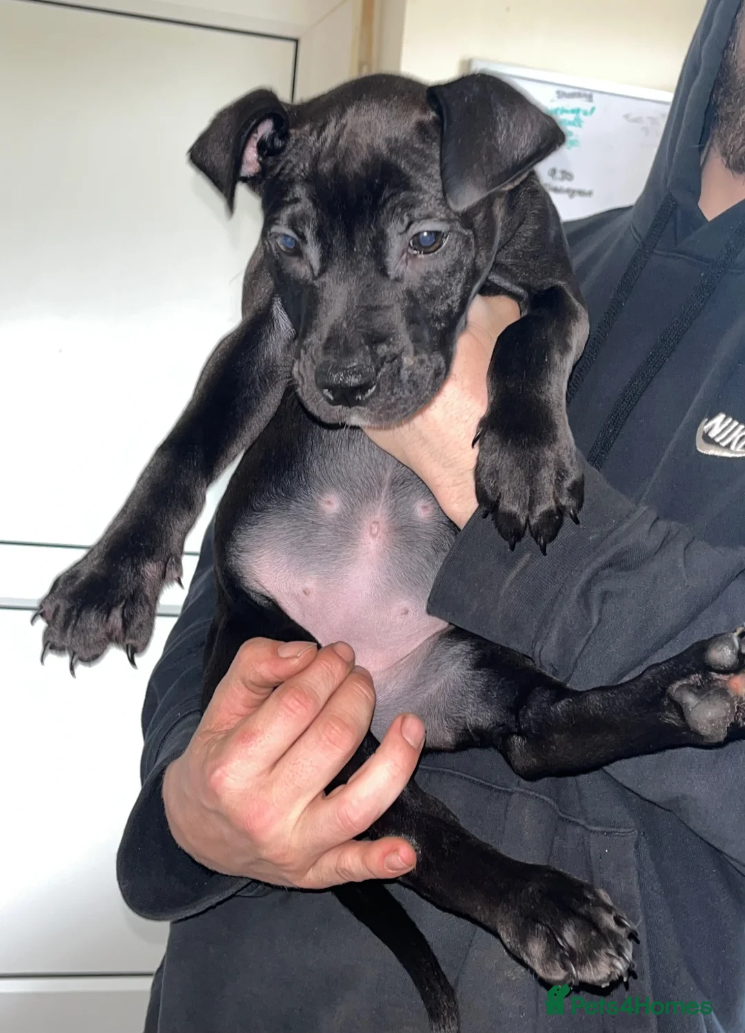 American Bull Staffy dogs for sale: American bull staff looking for forever new home! - Advert 1