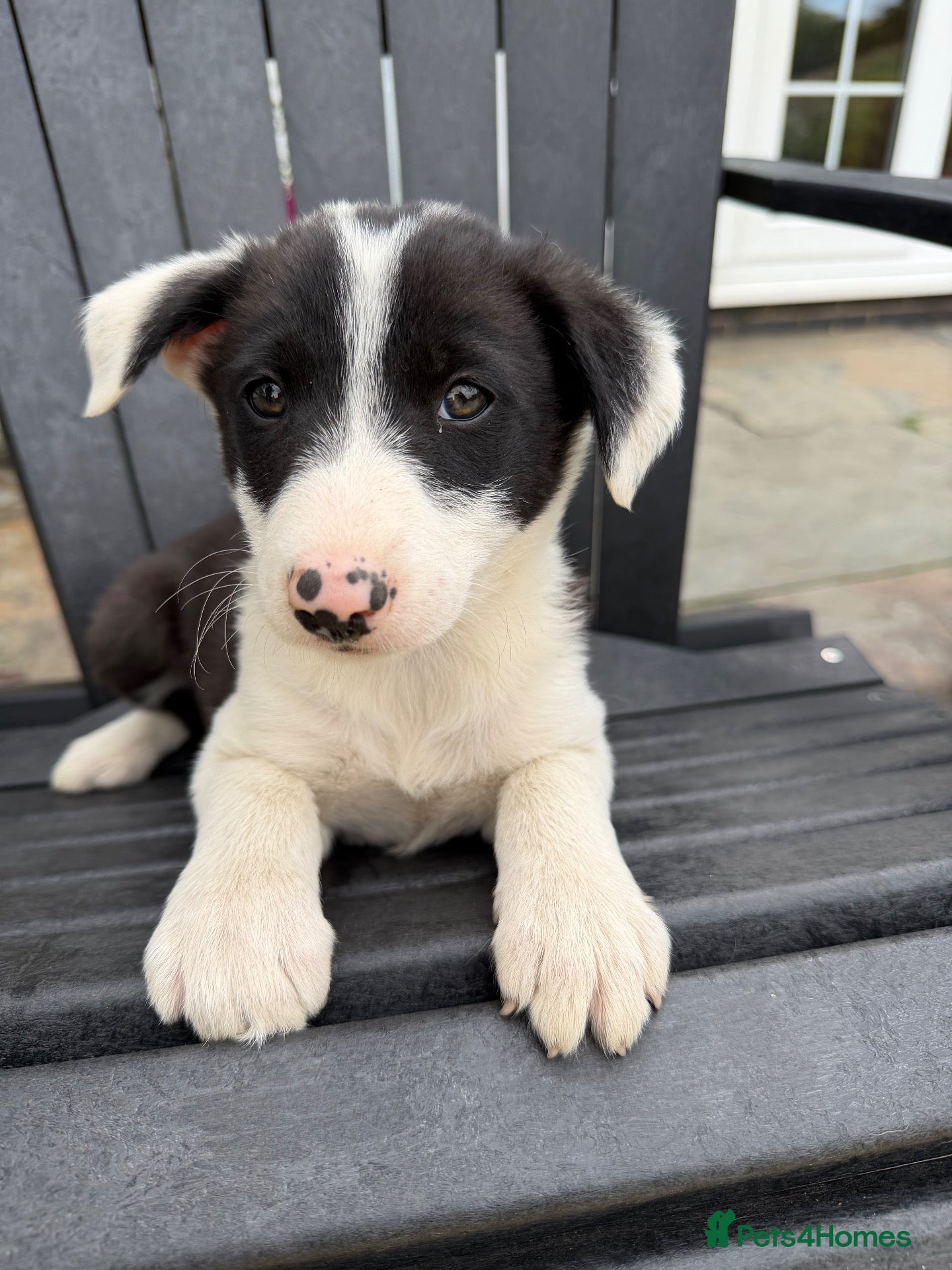 Border Collie dogs Border collie pups for sale - Advert 2
