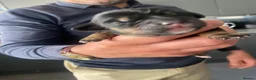 Mixed Breed dogs for sale: Schweenie puppies  - Advert 4