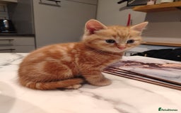 British Shorthair cats for sale: Cuddly Ginger Kitten Waiting for You 🐾 - Image 4