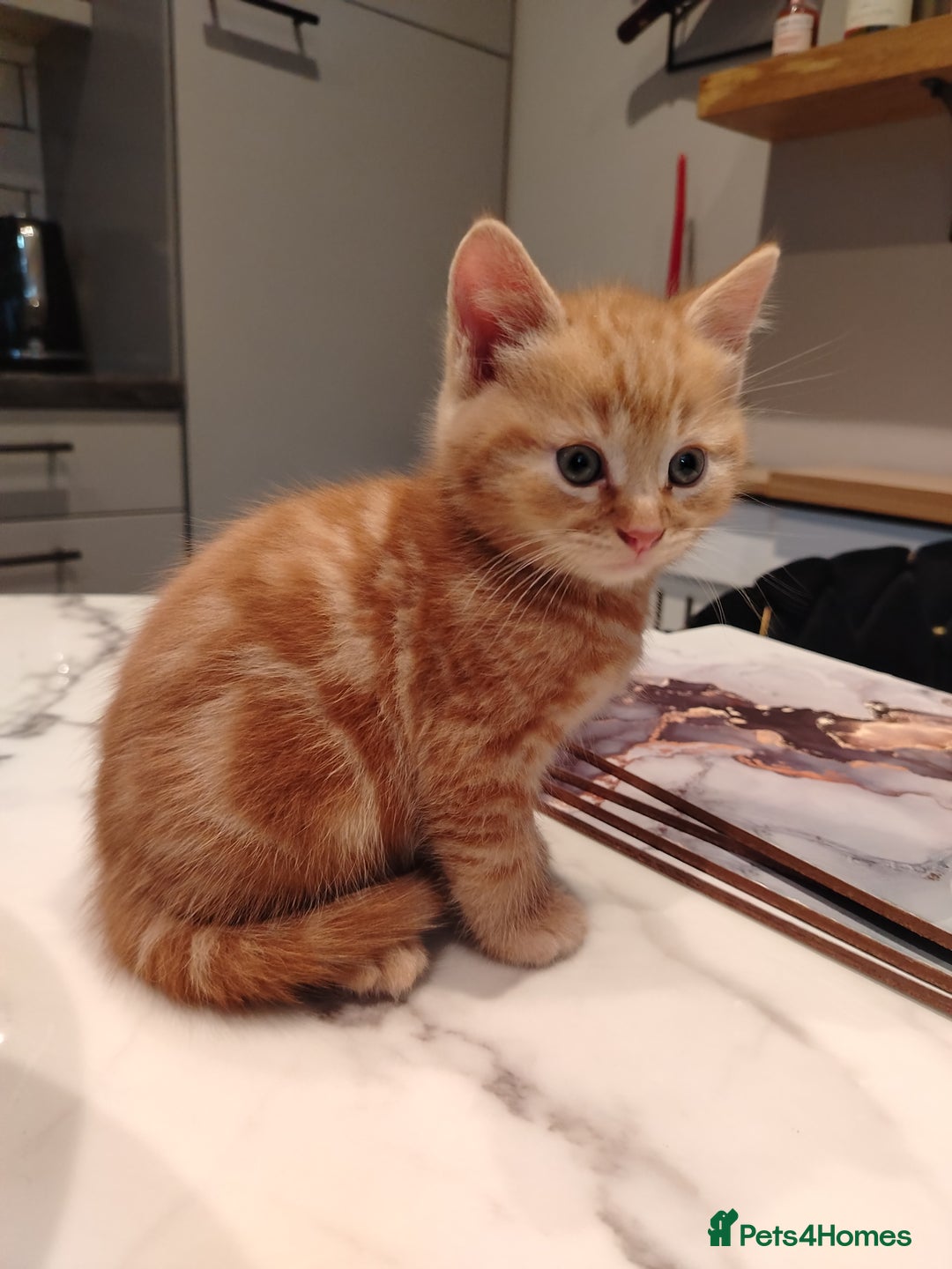 British Shorthair cats for sale: Cuddly Ginger Kitten Waiting for You 🐾 - Image 4