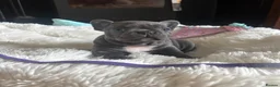 French Bulldog dogs for sale: Beautiful French bulldog pups - Advert 14