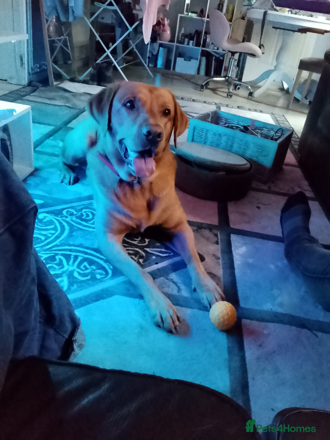 Labrador Retriever dogs for stud: Sir Bonzo - Image 7