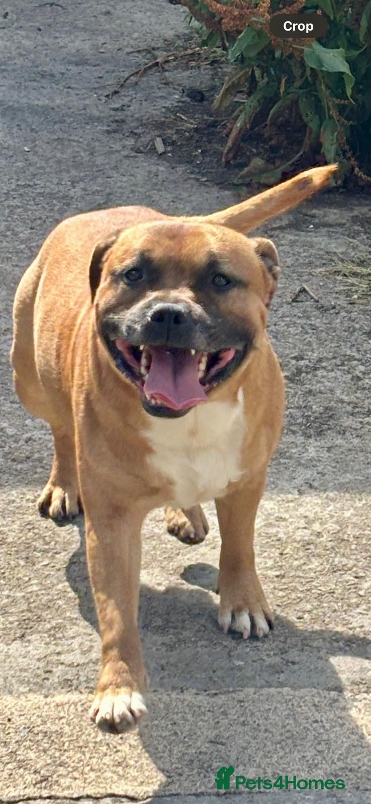 Staffordshire Bull Terrier dogs Big beautiful Staffordshire Bull Terrier for Stud  - Advert 9