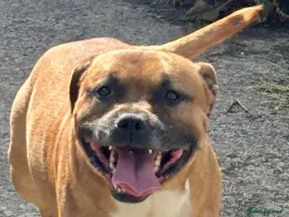 Staffordshire Bull Terrier dogs Big beautiful Staffordshire Bull Terrier for Stud - Advert 14