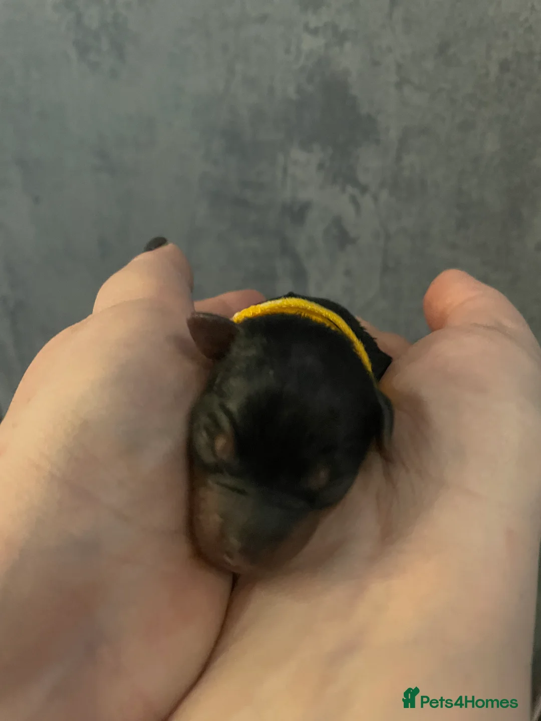 Yorkshire Terrier dogs for sale: Adorable Yorkshire terriers for sale  in Gateshead - Advert 15