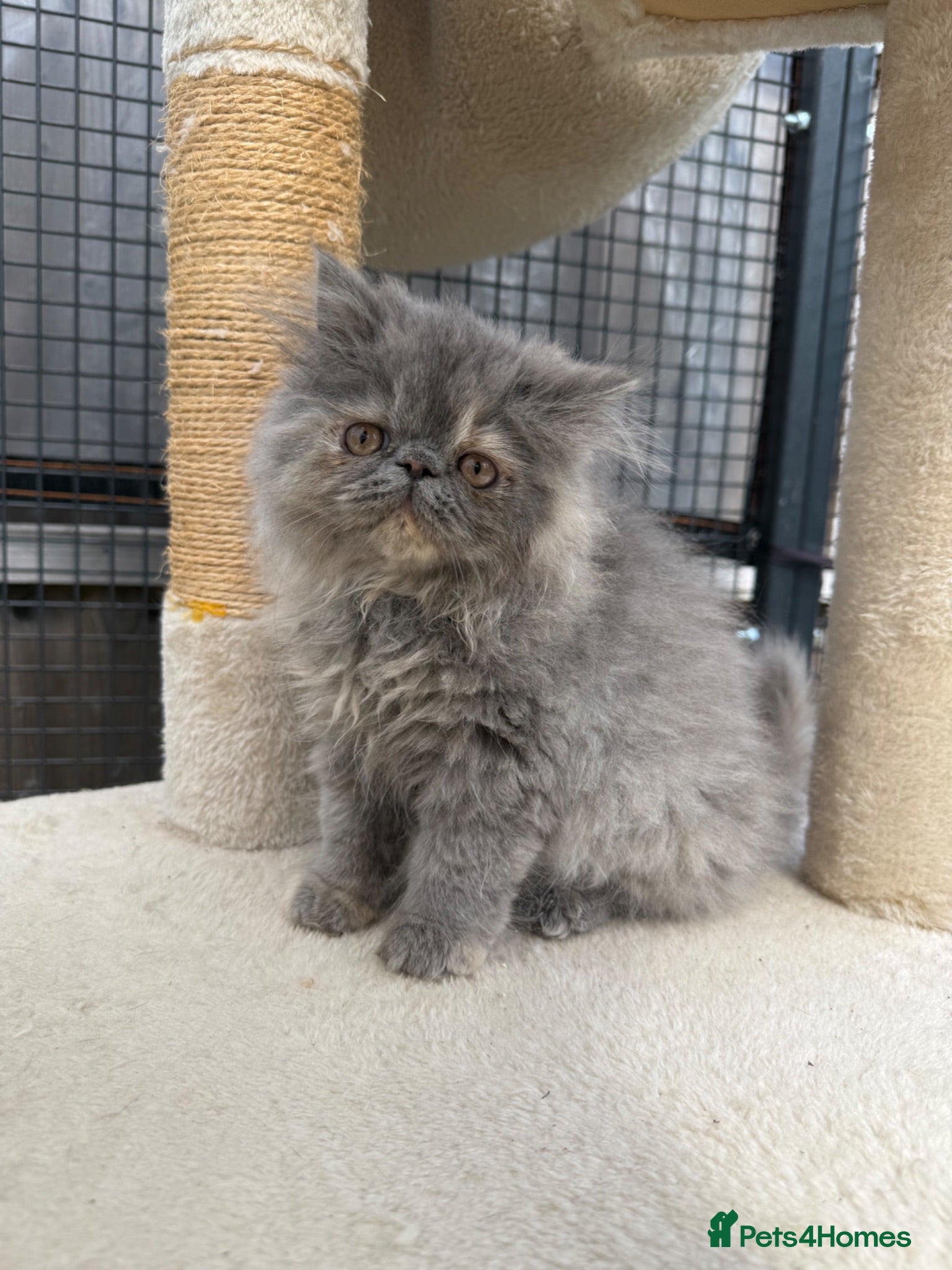 Persian cats READY NOW ❤️ GCCF blue cream Persian kitten  - Advert 9