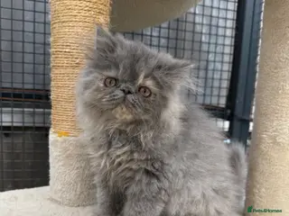 Persian cats READY NOW ❤️ GCCF blue cream Persian kitten - Advert 9