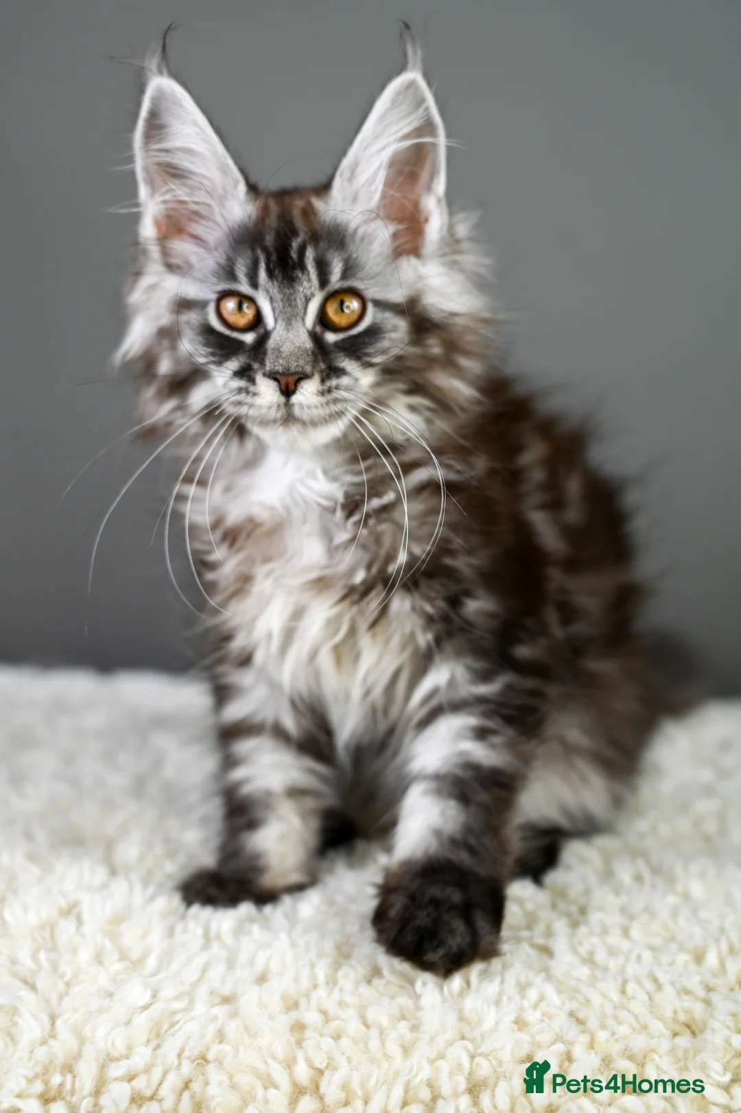 Maine Coon cats for sale: 🧬 STUNNING KITTENS - TICA REGISTERED 🎖️ - Advert 27