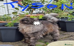 Maine Coon cats for sale: Main coons - Image 4