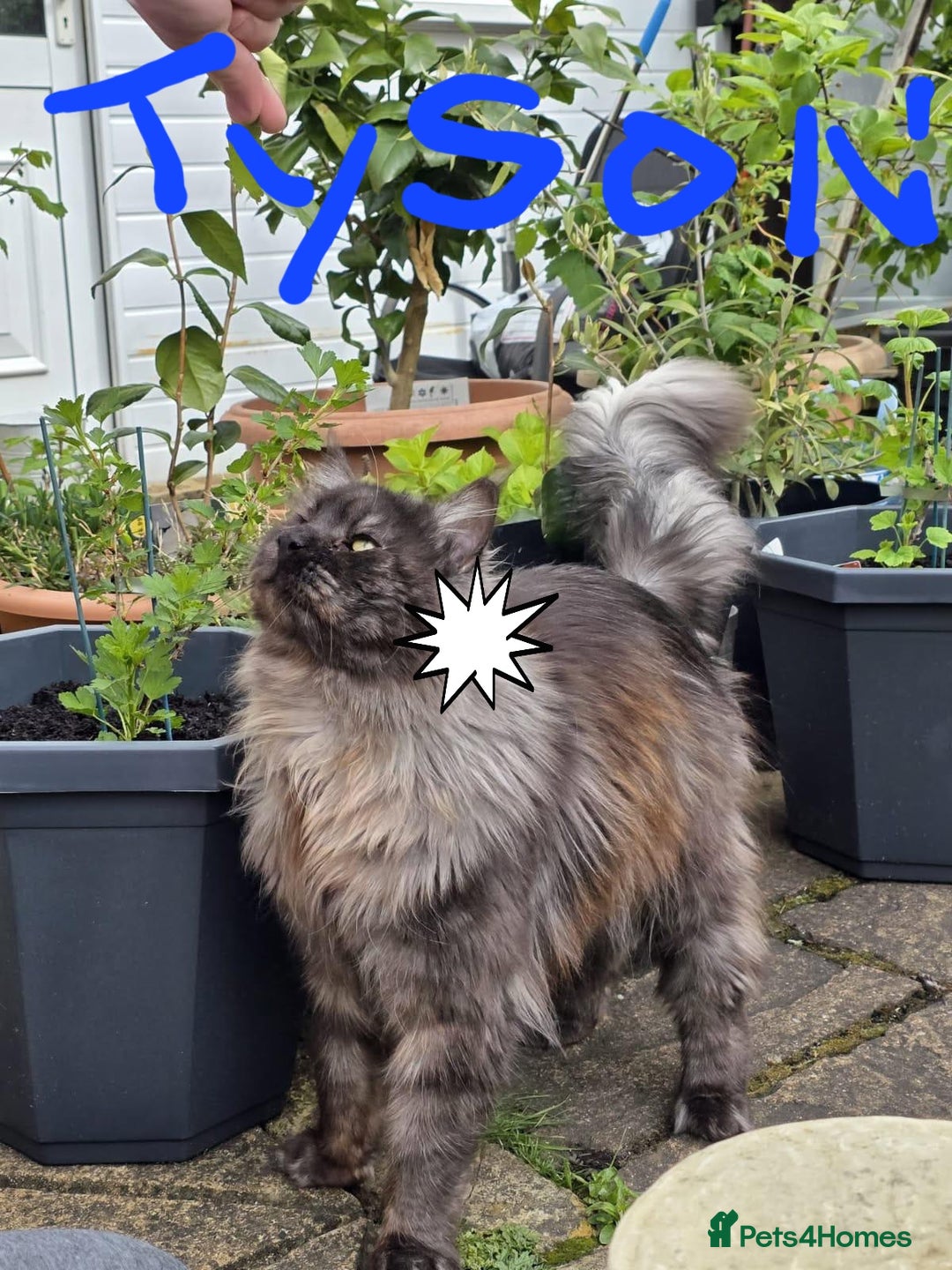 Maine Coon cats for sale: Main coons - Image 4