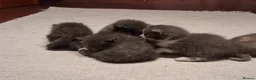 British Shorthair cats for sale: Gorgeous Fluffy Grey British Shorthaired/Long Blue - Advert 24