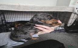 Miniature Dachshund dogs for sale: Miniature Daschunds  - Image 10