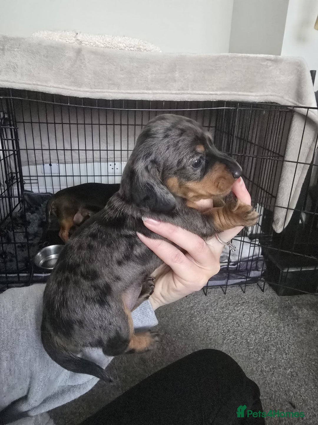 Miniature Dachshund dogs for sale: Miniature Daschunds  - Image 10