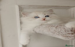 Ragdoll cats for sale: Amazing Ragdoll kittens - Image 15