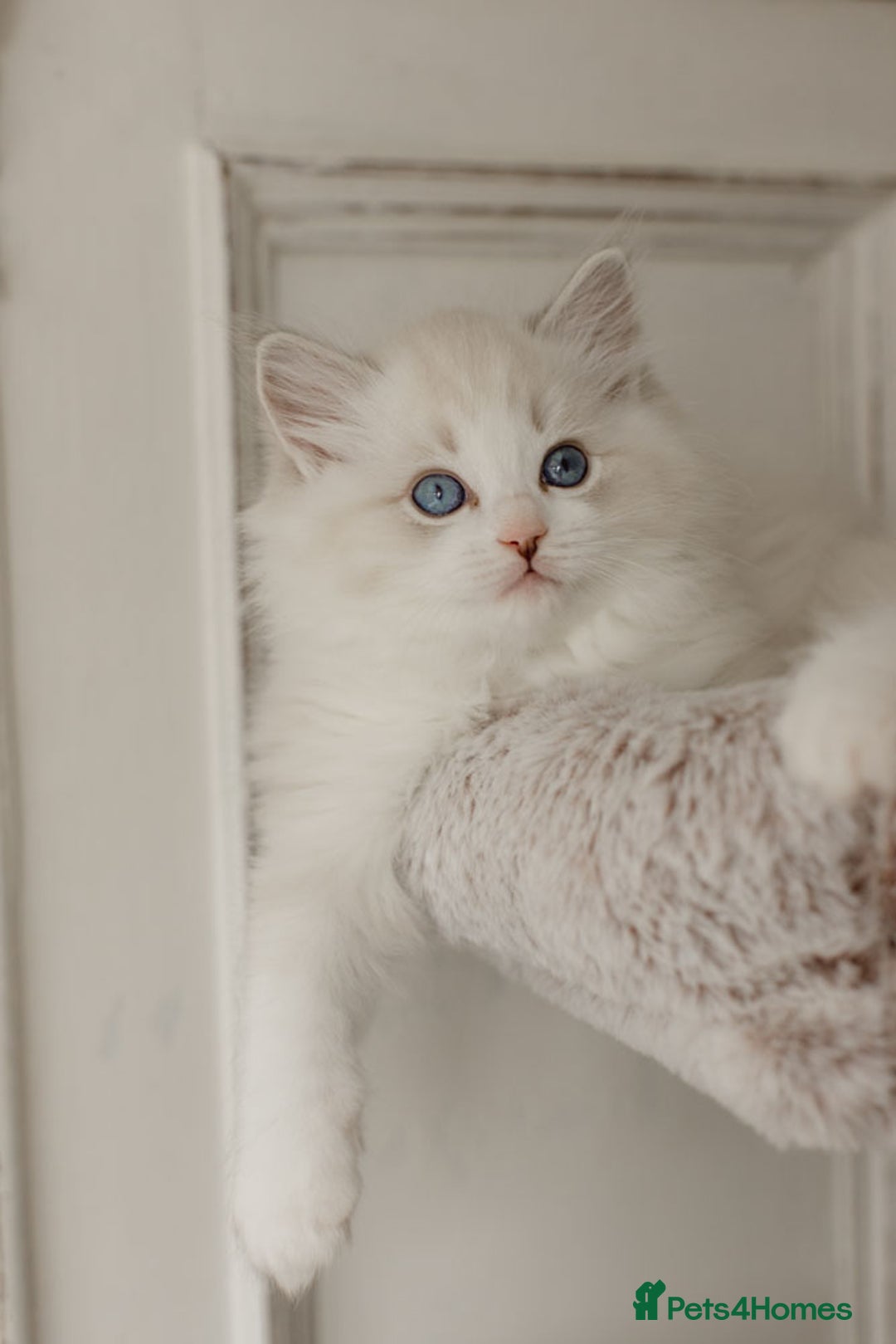 Ragdoll cats for sale: Amazing Ragdoll kittens - Image 15