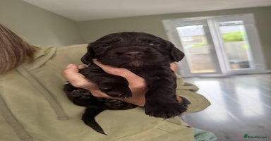 Cocker Spaniel dogs - Advert 1