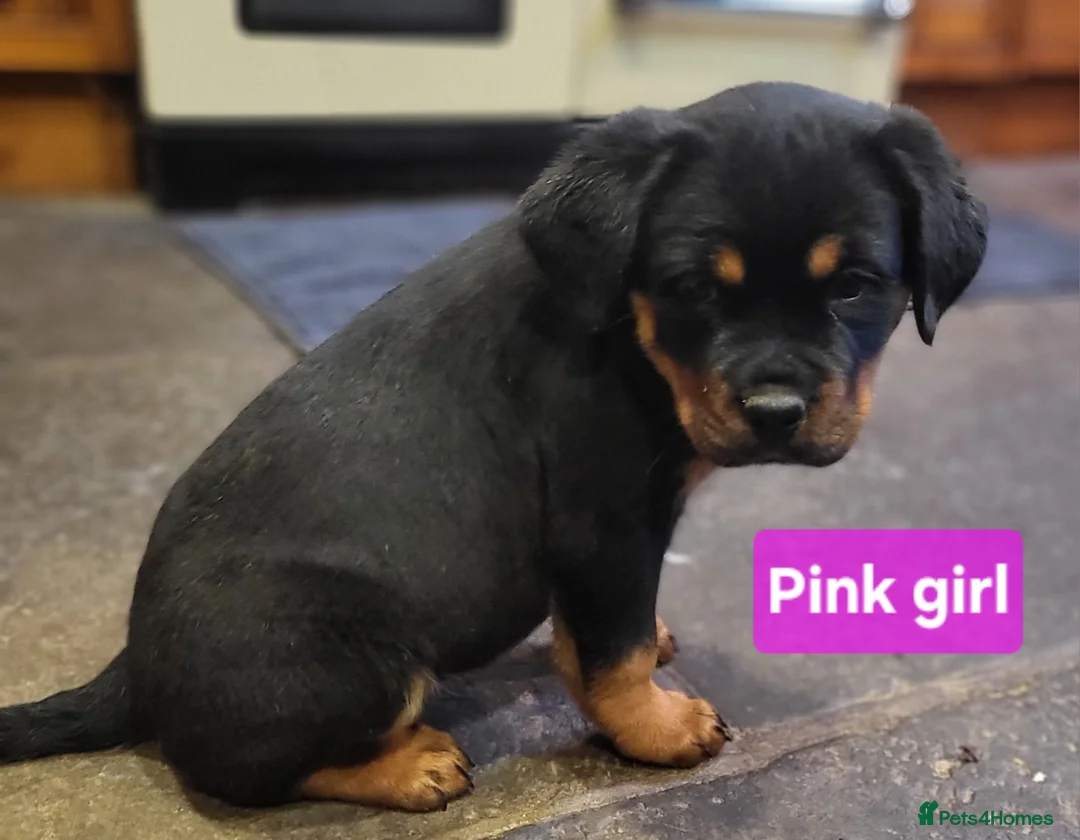Rottweiler dogs for sale: Chunky Rottweiler Puppies - Advert 17