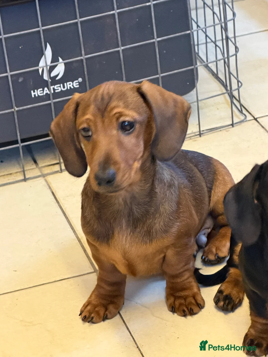 Dachshund dogs for sale: Dachshund ( miniature smooth haired )  - Advert 3