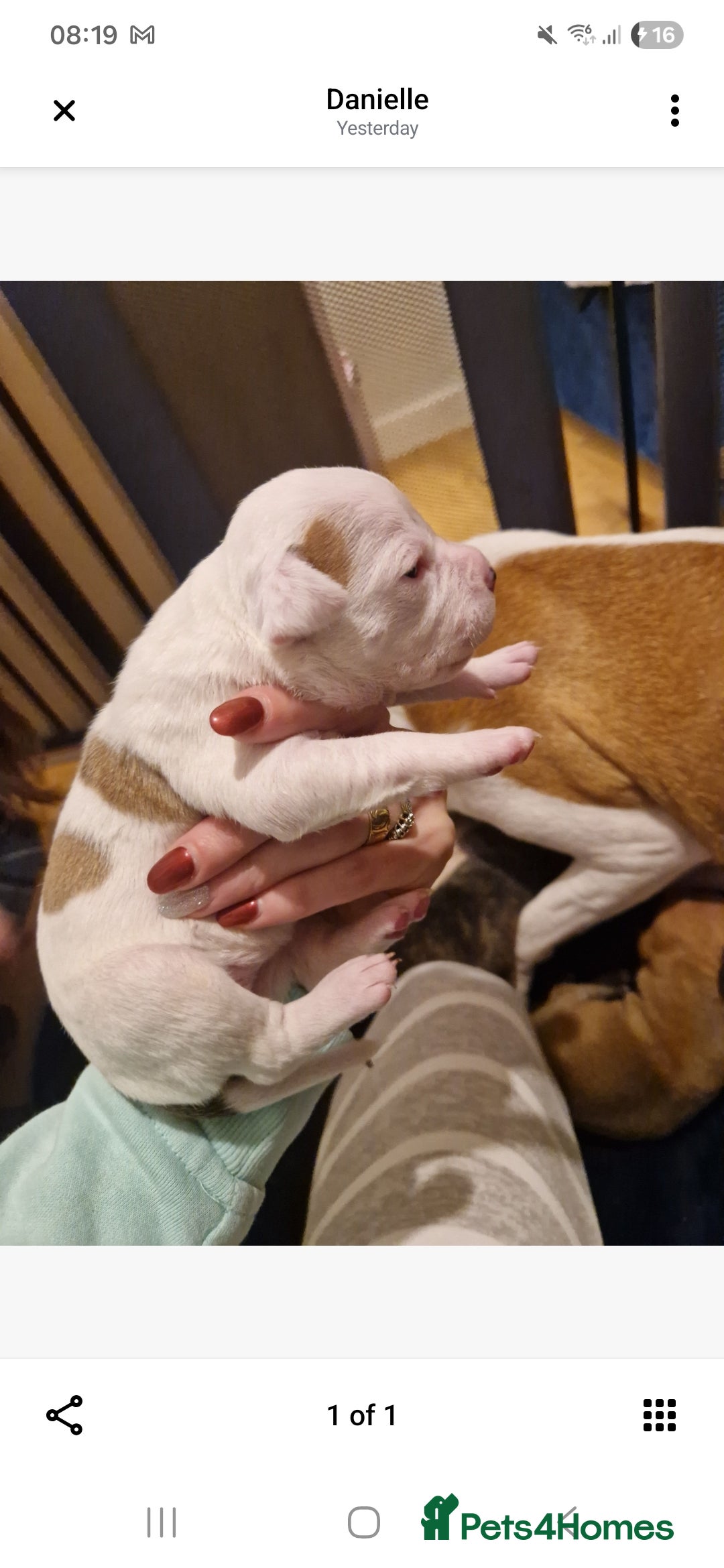 Staffordshire Bull Terrier dogs for sale: Staffy puppies - Advert 11