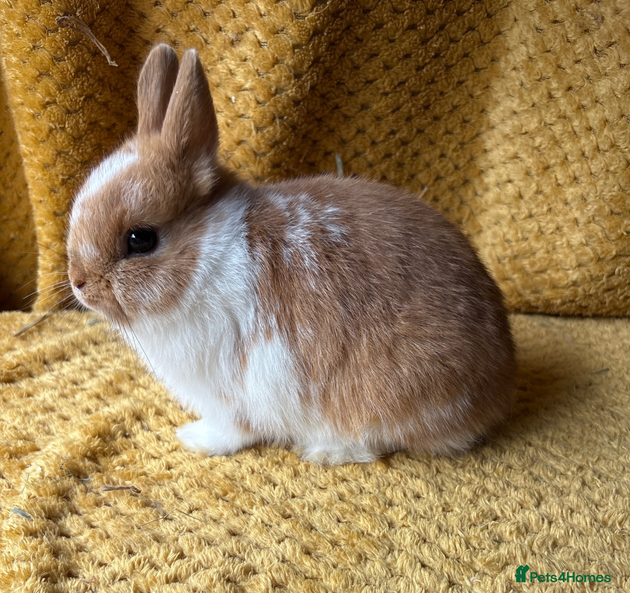 Netherland Dwarf rabbits Stunning Netherland dwarf babies  - Advert 1