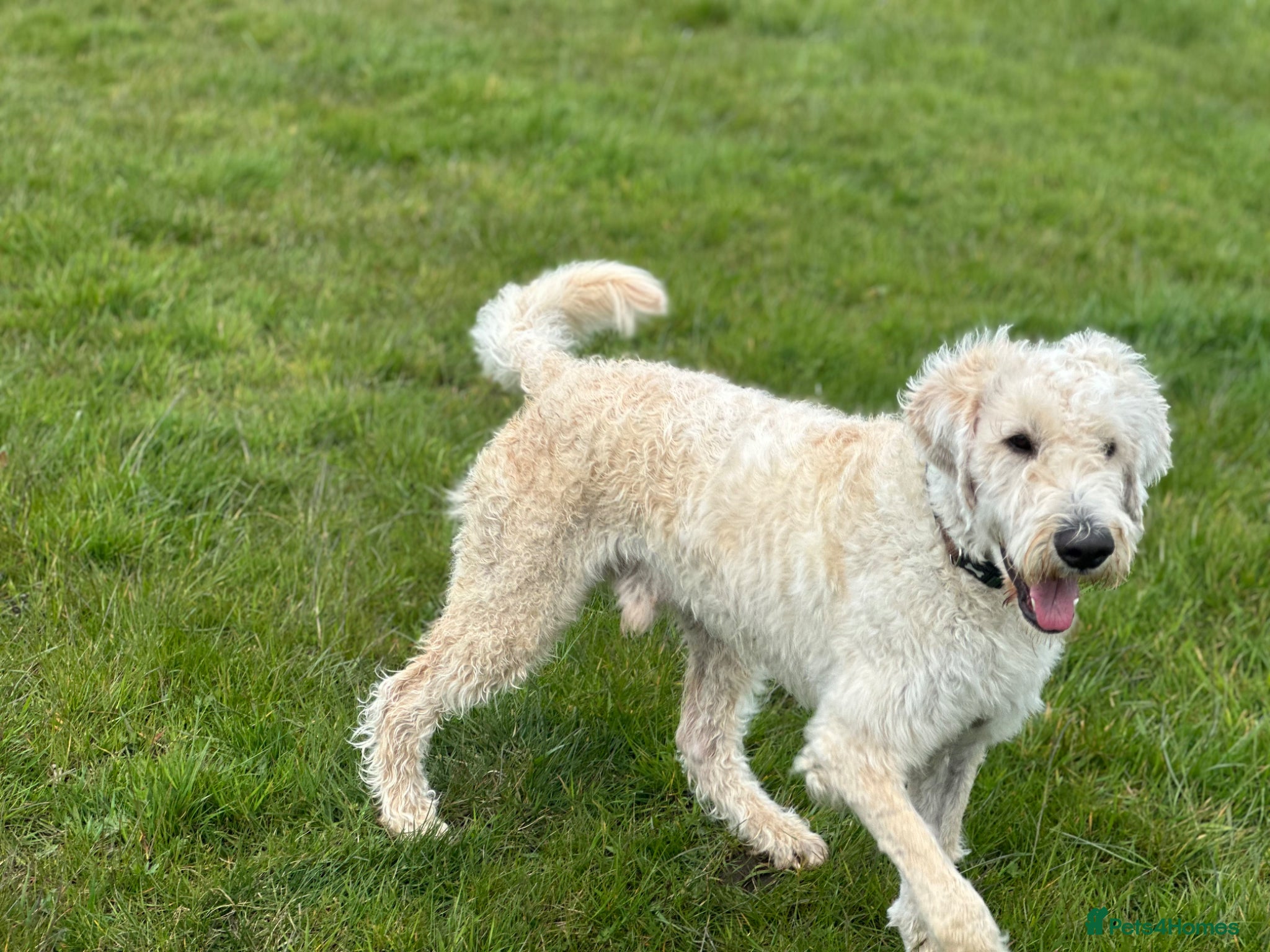 Mixed Breed dogs ST /BERNADOODLE BOY 10 MONTHS OLD - Advert 16