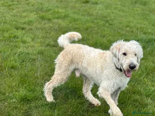 Mixed Breed dogs ST /BERNADOODLE BOY 10 MONTHS OLD - Advert 13