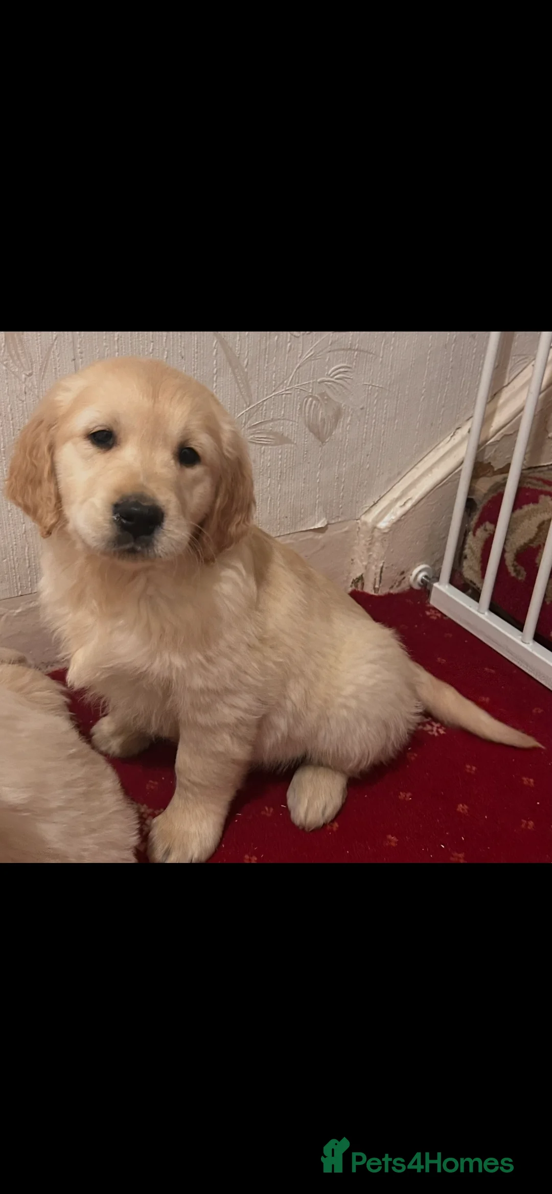 Golden Retriever dogs for sale: Golden retriever puppies  - Advert 3