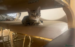 Mixed Breed cats for sale: Mocha  - Image 1
