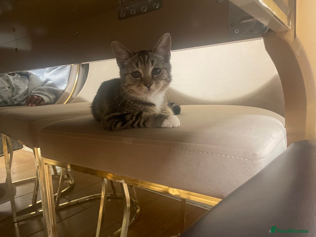 Mixed Breed cats for sale: Mocha  - Image 1