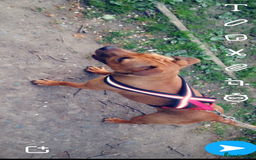 Staffordshire Bull Terrier dogs for sale: Staffordshire bull terrier puppies - Image 3