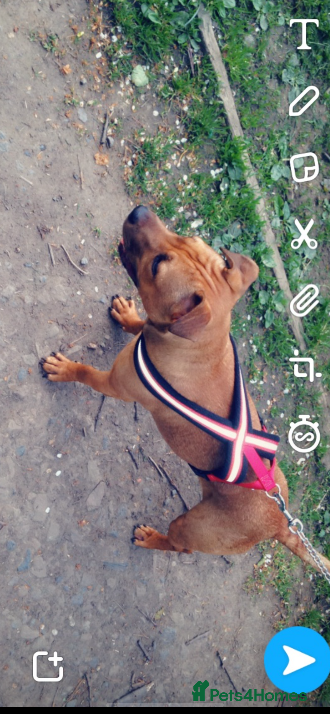 Staffordshire Bull Terrier dogs for sale: Staffordshire bull terrier puppies - Image 3