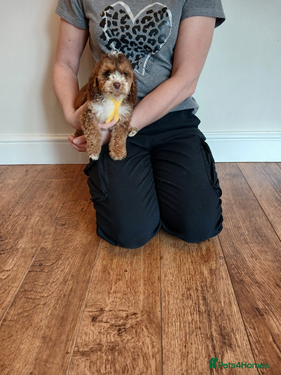 Cockapoo dogs for sale: Cockapoo puppies  - Advert 2