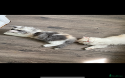 British Longhair cats for sale:  😻 BEAUTIFUL BLH 😻 2 boys READY TO LEAVE  in Milton Keynes - Image 11