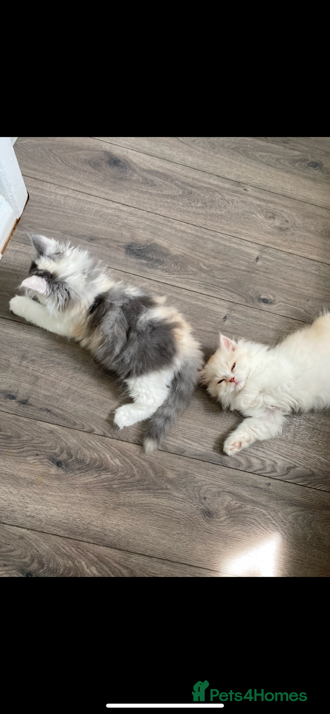 British Longhair cats for sale:  😻 BEAUTIFUL BLH 😻 2 boys READY TO LEAVE  in Milton Keynes - Image 11