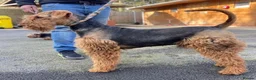 Airedale Terrier dogs for sale: KC REG 5⭐️BREEDER 4💖5💙 - Advert 7