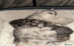 Persian cats for sale: Beautiful British shorthair silver tip mix breed - Image 11