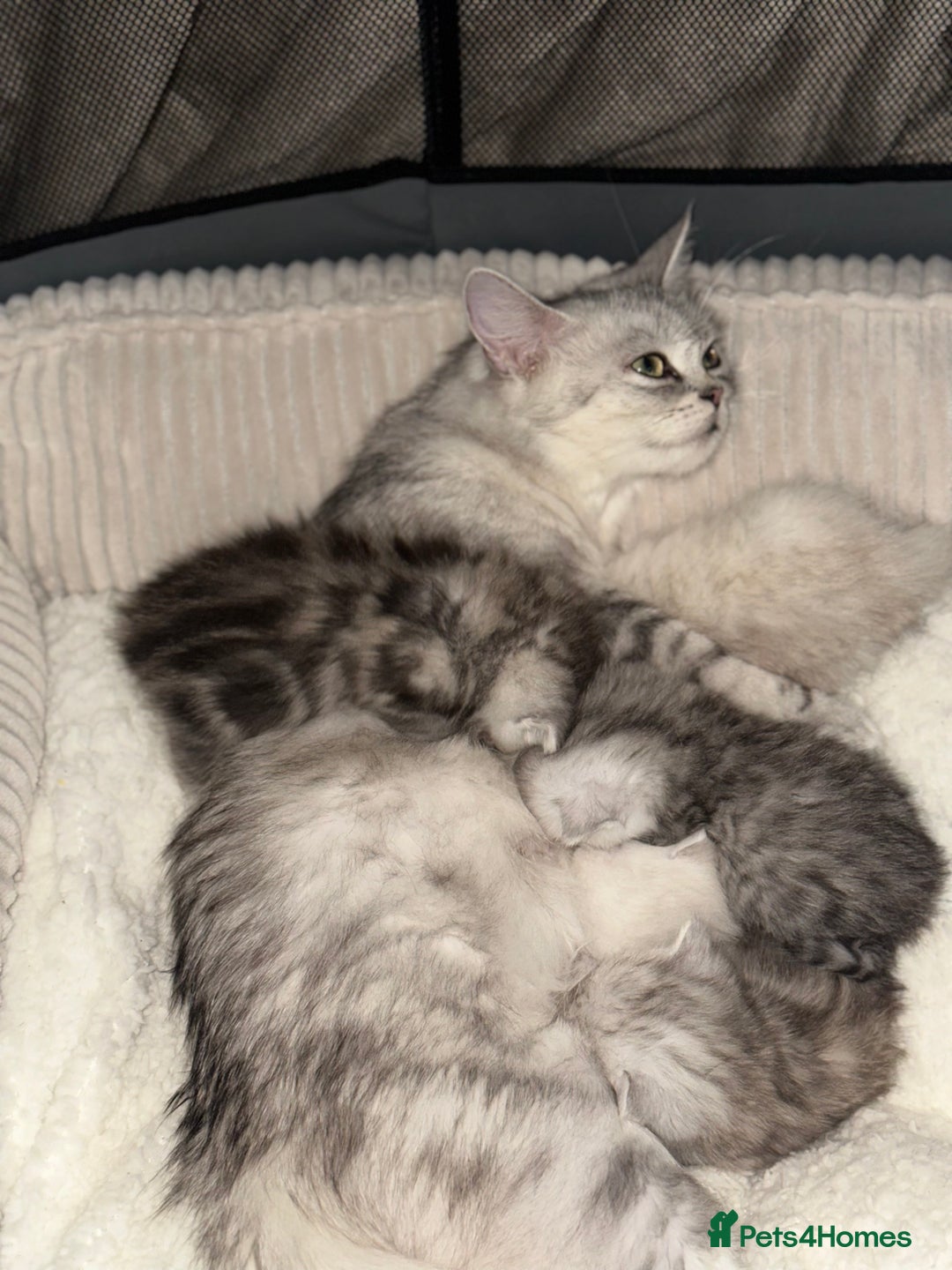 Persian cats for sale: Beautiful British shorthair silver tip mix breed - Image 11