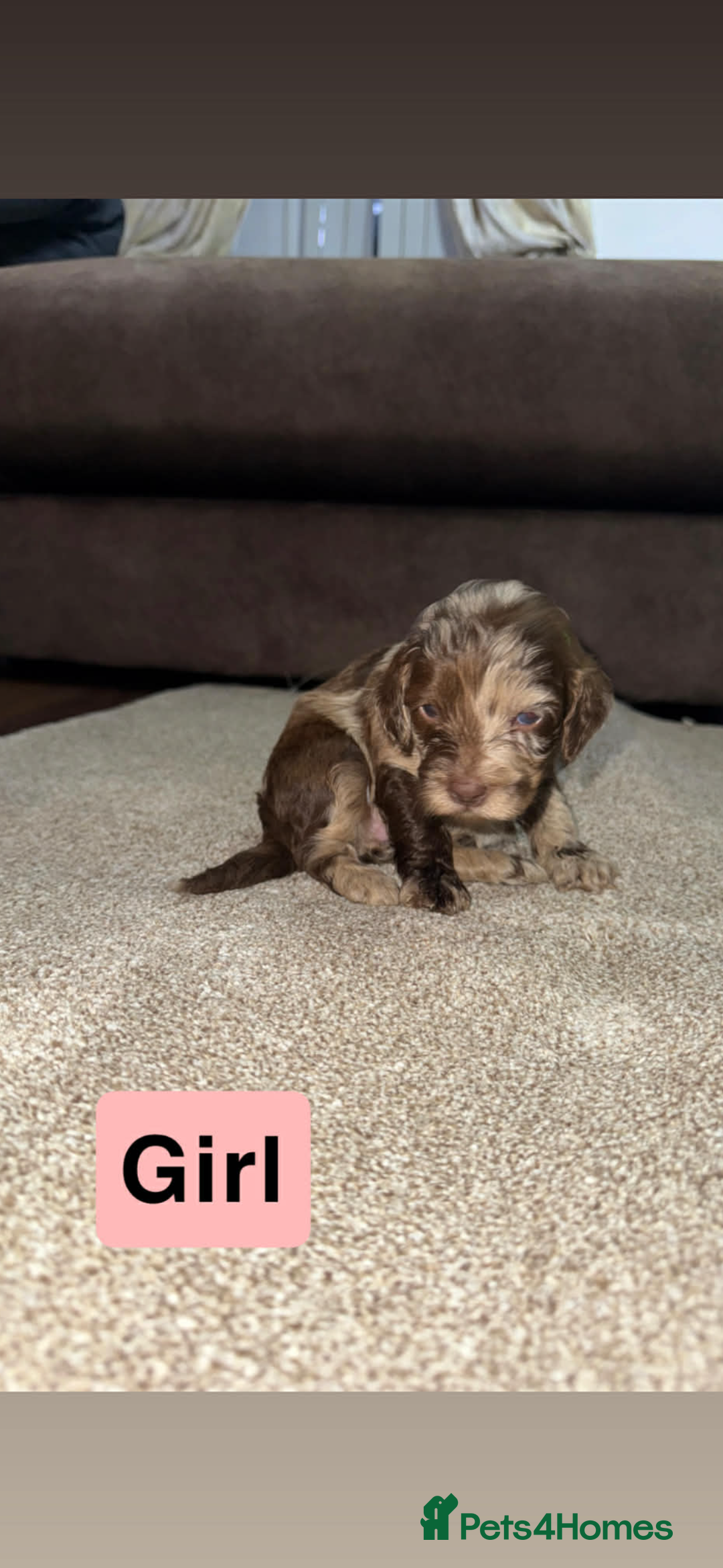 Cockapoo dogs for sale: Cockapoo puppies  - Advert 4