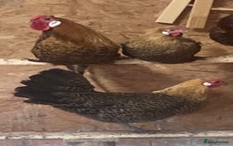 Chickens poultry for sale: Trio of Golden Deathlayer - Image 2