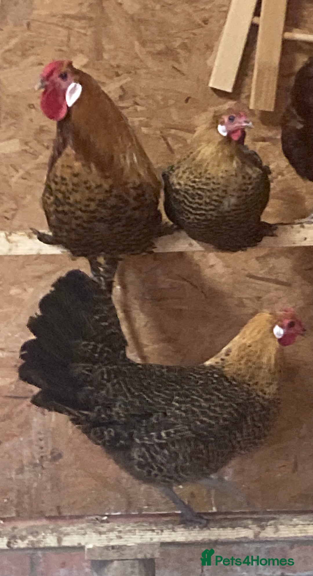 Chickens poultry for sale: Trio of Golden Deathlayer - Image 2