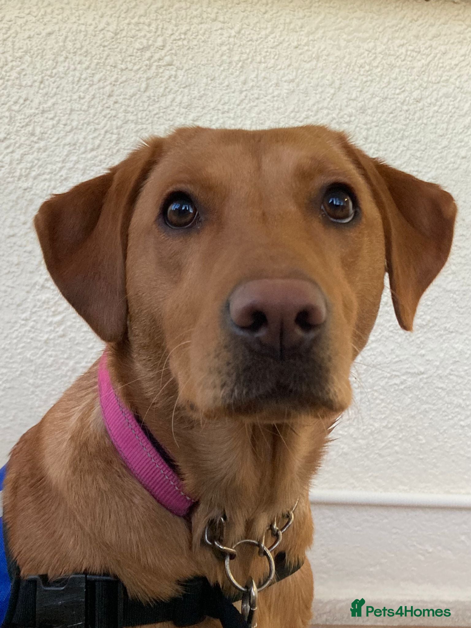 Labrador Retriever dogs Labrador Retriever Puppies Due Mid‑Apri - Advert 2