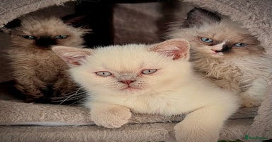 Selkirk Rex cats Selkirk rex kittens 😻 - Advert 6